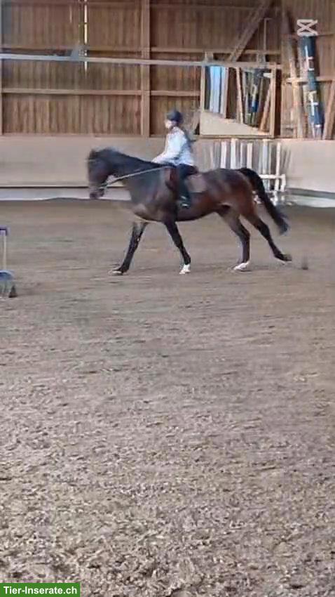 Bild 2: Reitbeteiligung im Umkreis 6005 Luzern GESUCHT