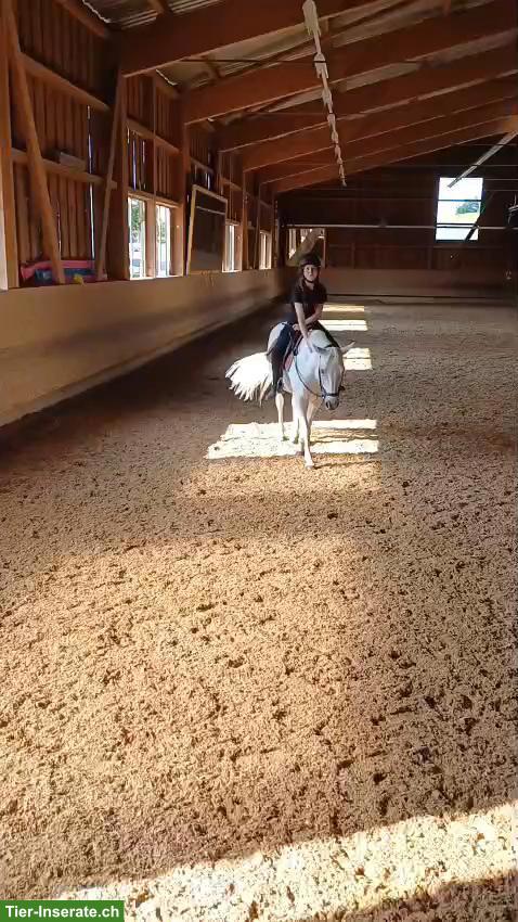 Bild 3: Reitbeteiligung im Umkreis 6005 Luzern GESUCHT