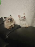 Ragdoll x BKH Katzenbabys
