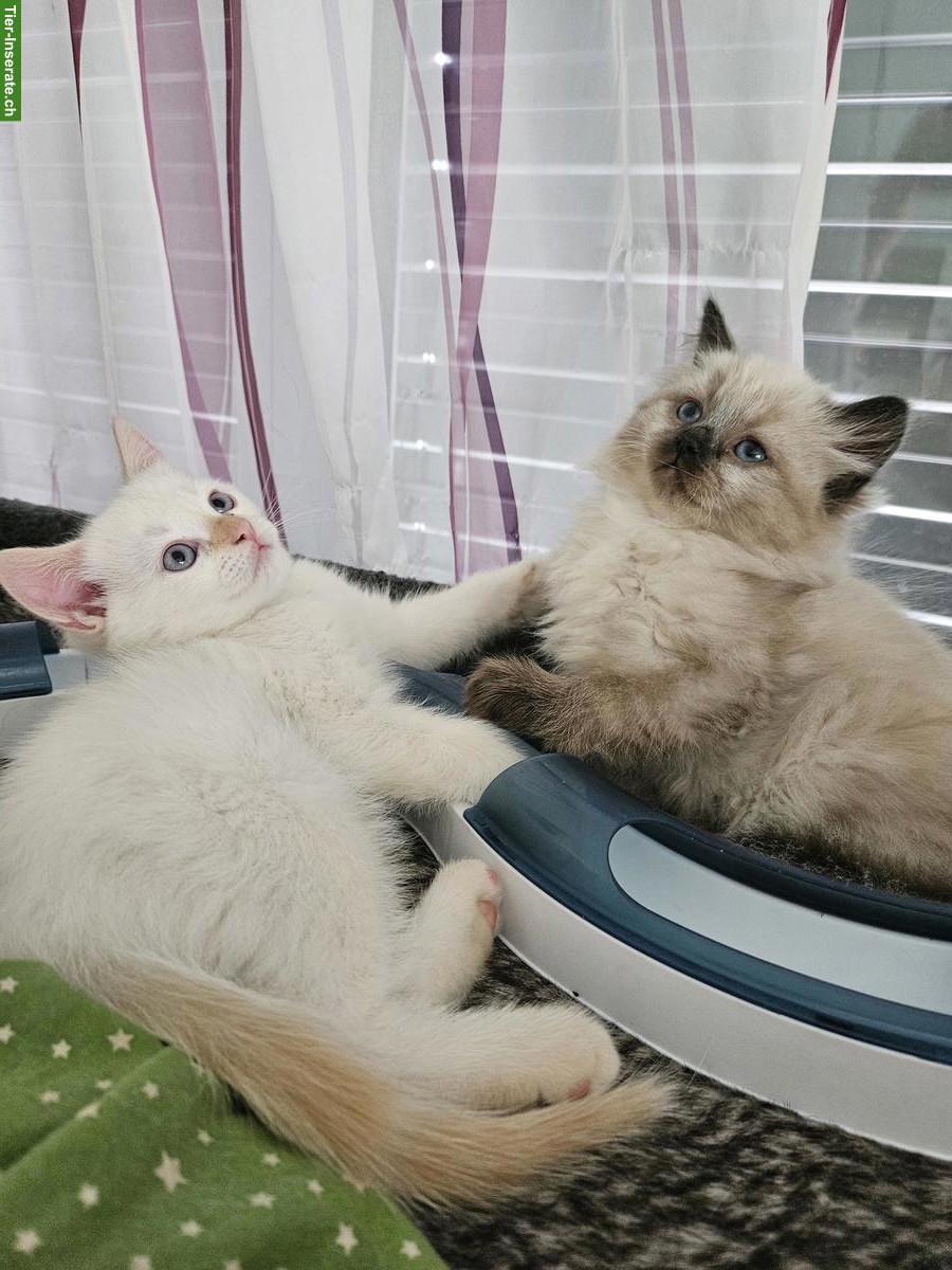 Bild 2: Ragdoll x BKH Katzenbabys