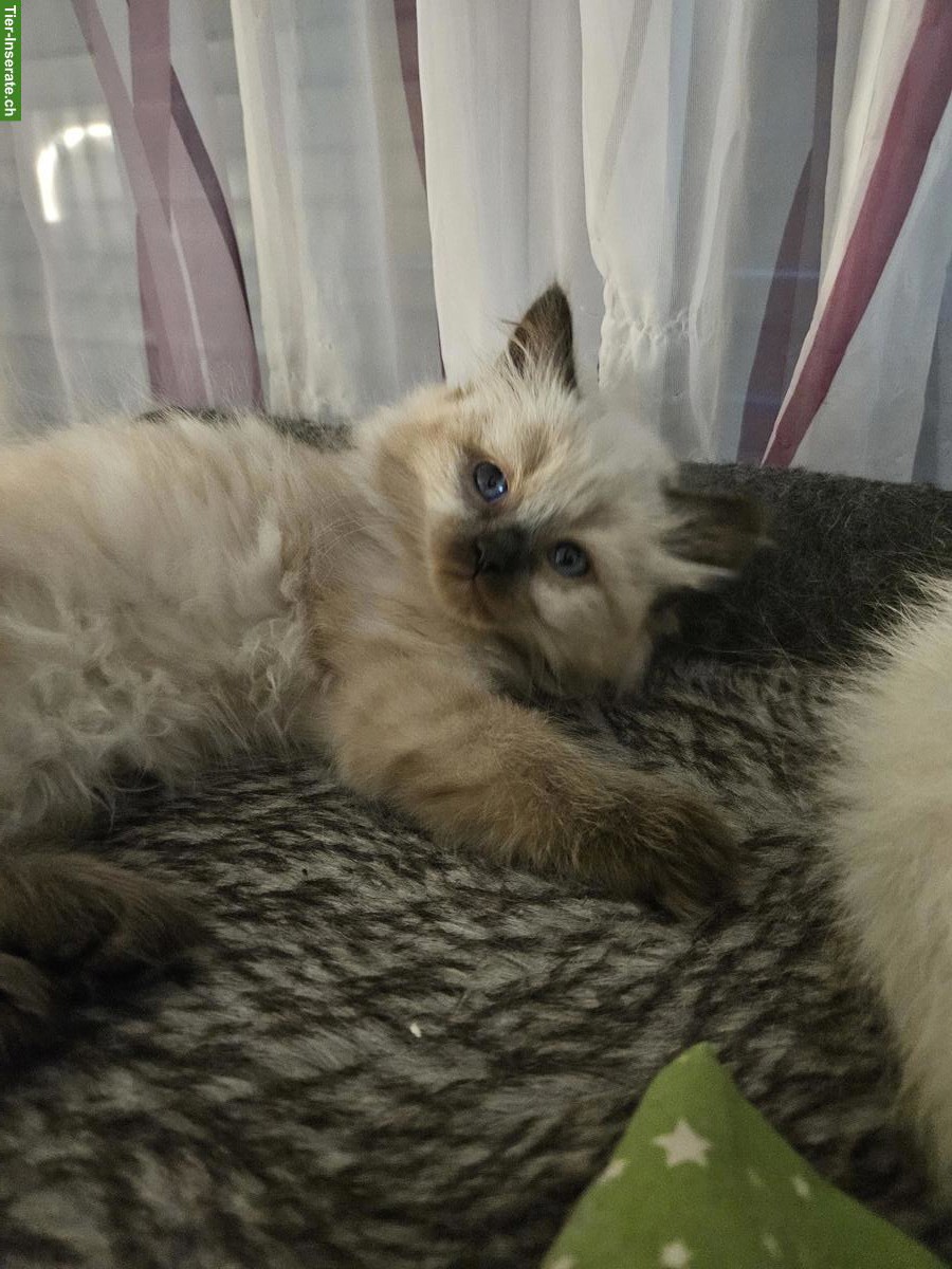 Bild 3: Ragdoll x BKH Katzenbabys