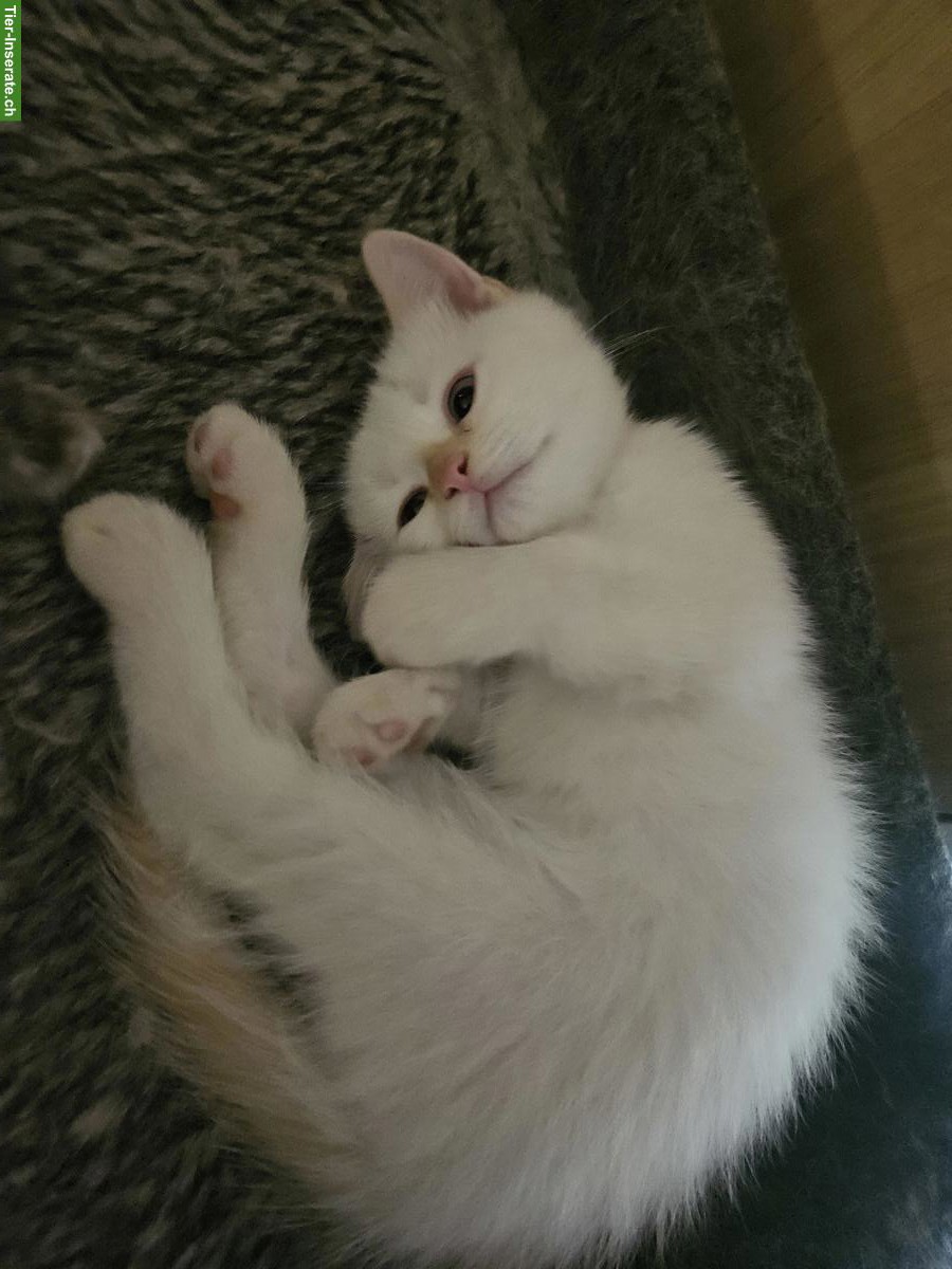 Bild 4: Ragdoll x BKH Katzenbabys