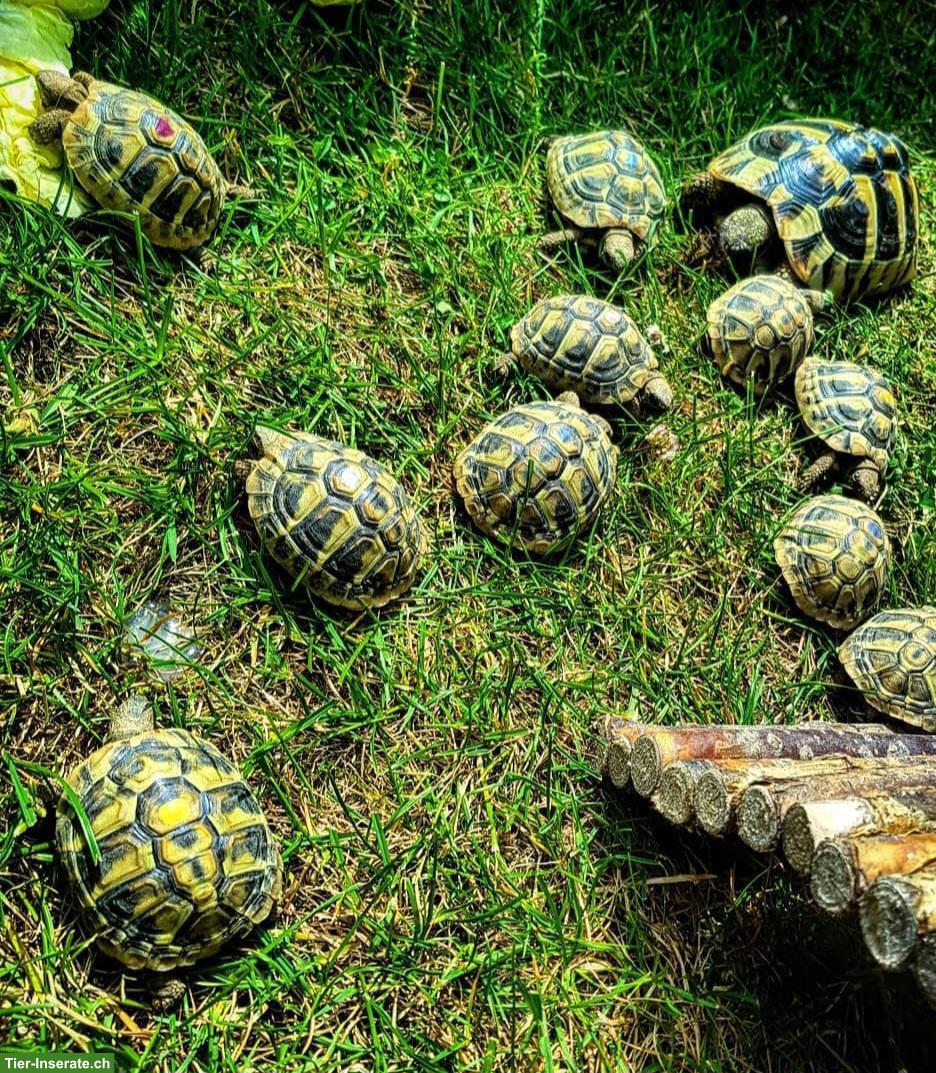 Griechische Landschildkröten Babys (2026) zu verkaufen