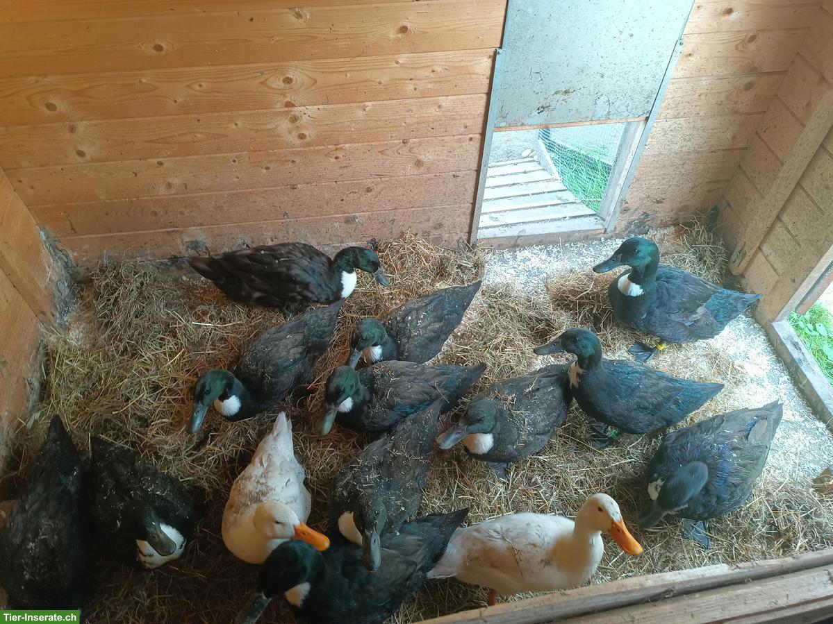 Bruteier von Pommernenten zu verkaufen