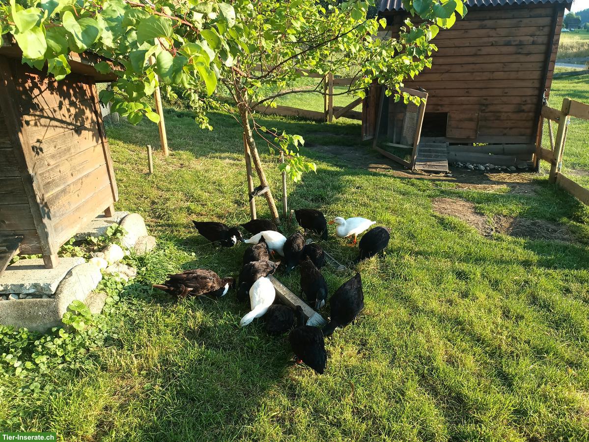 Bild 2: Bruteier von Pommernenten zu verkaufen