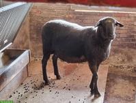 SBS Zuchtbock zu verkaufen