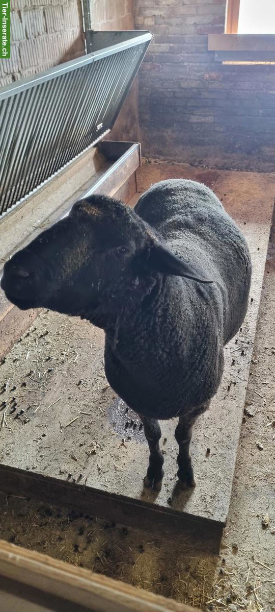 Bild 3: SBS Zuchtbock zu verkaufen