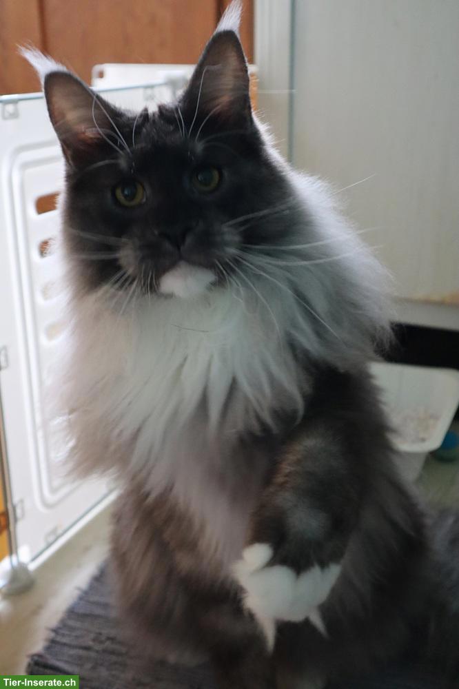 Wunderschöner Maine Coon Kater Black Smoke