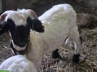 Walliser Schwarznasenschaf Böcke zu verkaufen