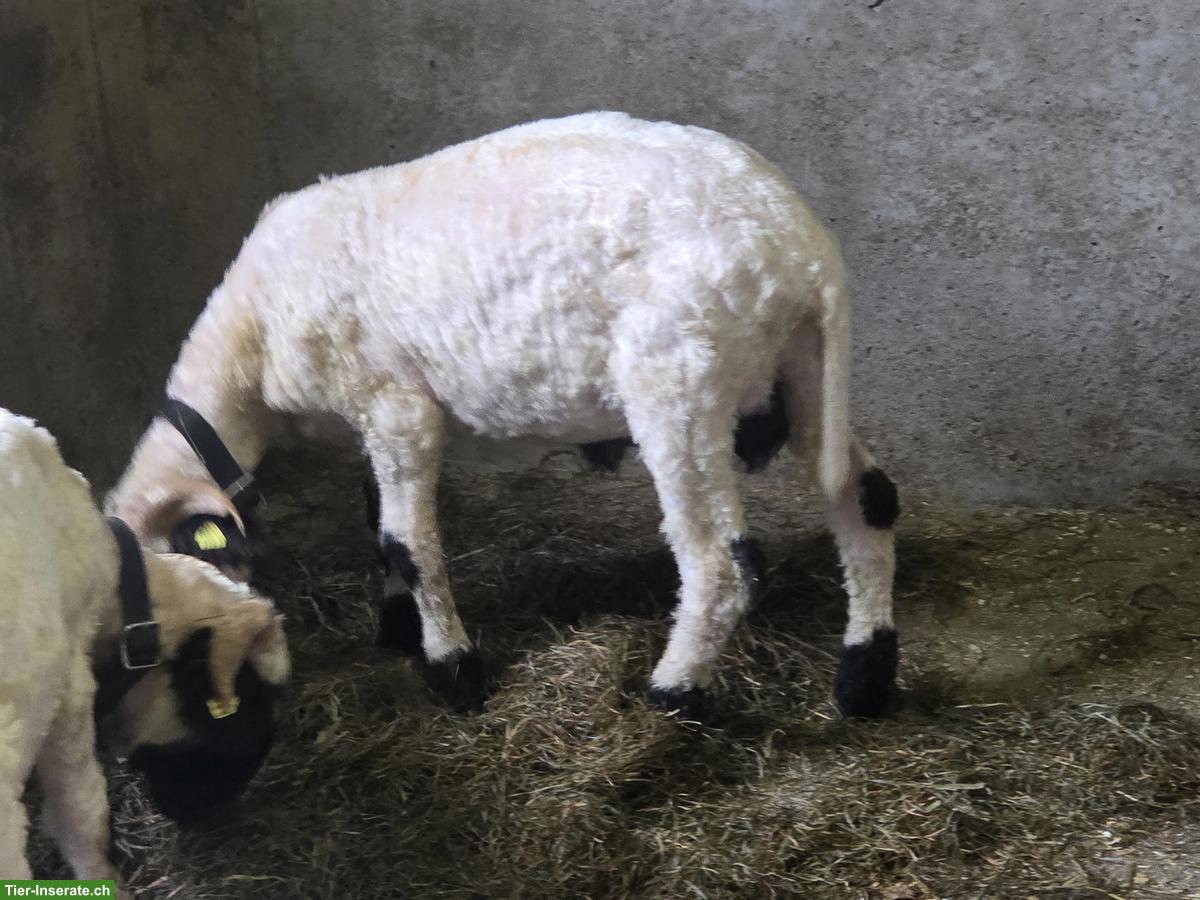 Bild 3: Walliser Schwarznasenschaf Böcke zu verkaufen