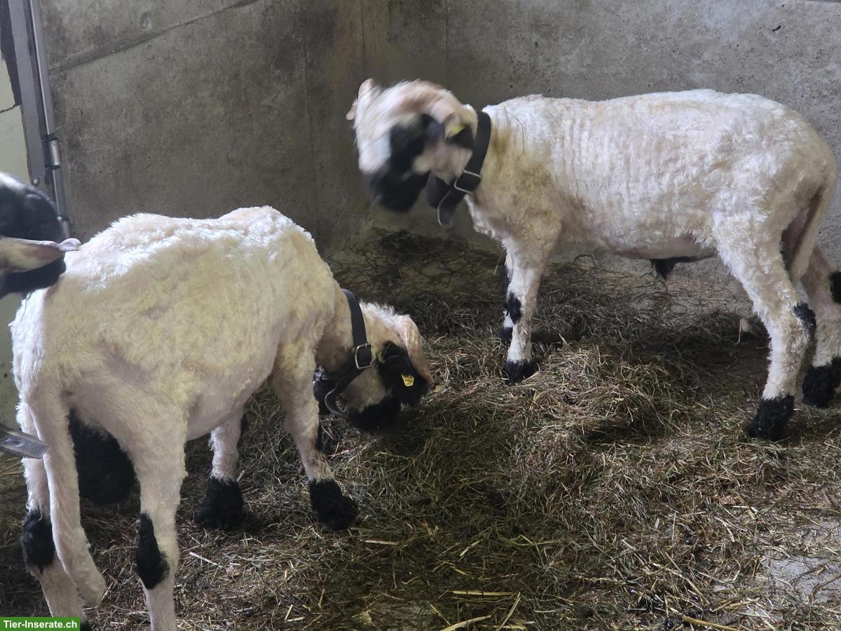 Bild 4: Walliser Schwarznasenschaf Böcke zu verkaufen