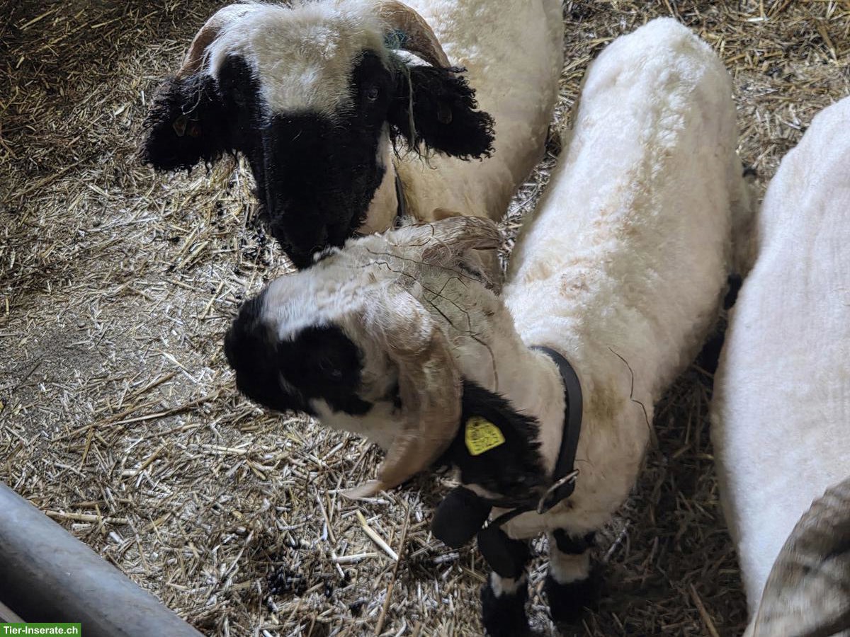 Bild 5: Walliser Schwarznasenschaf Böcke zu verkaufen