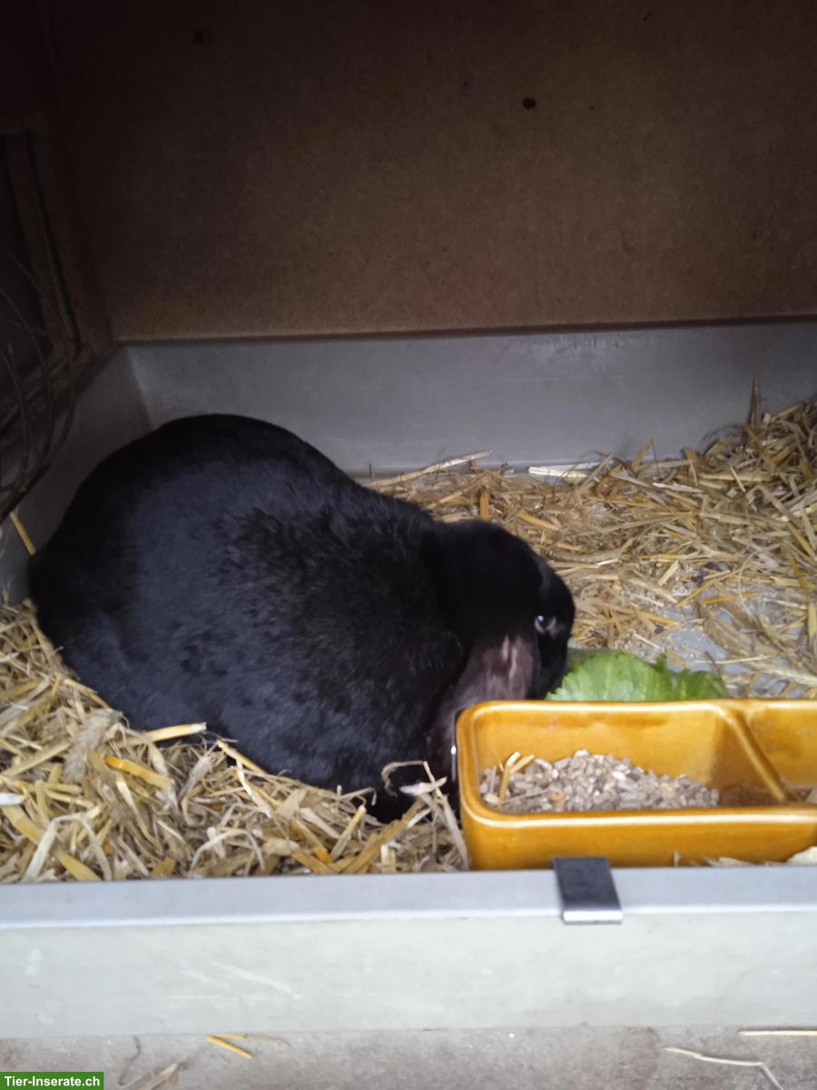 Französische Widder Zibbe zu verkaufen