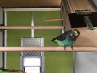 Suche Meyers-Goldbug-Papageien