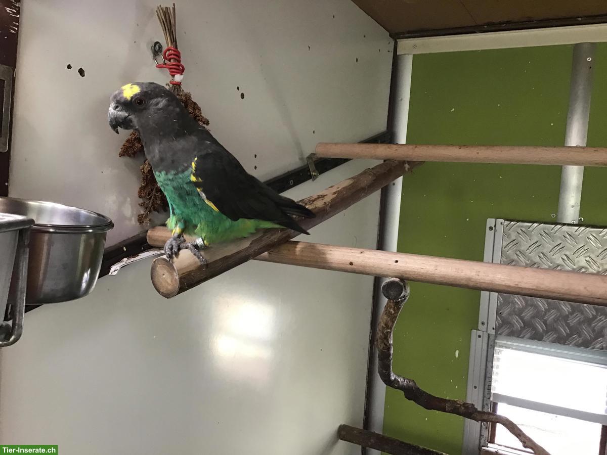 Bild 2: Suche Meyers-Goldbug-Papageien