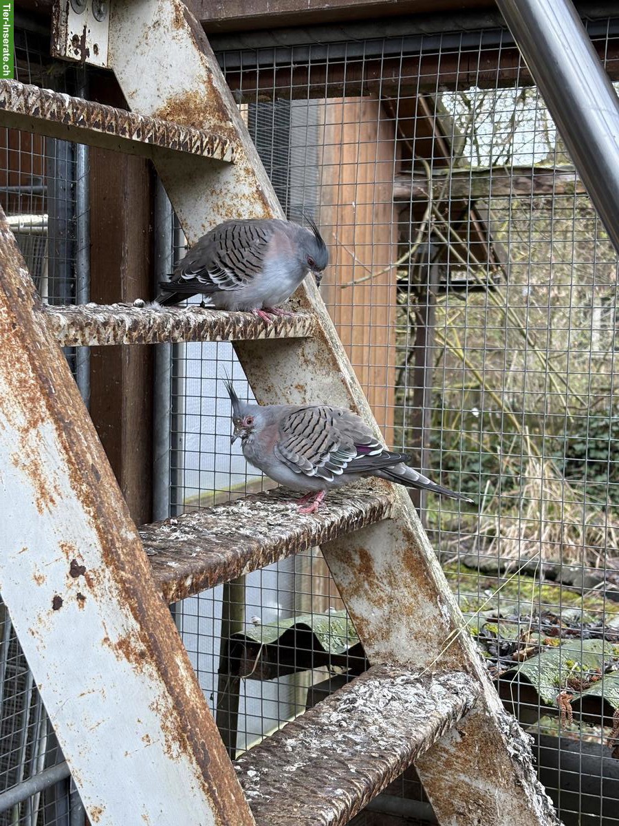 3 Ziertauben gratis abzugeben