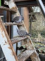 3 Ziertauben gratis abzugeben