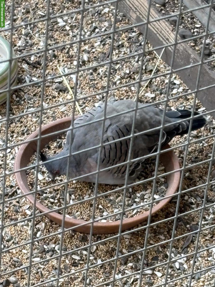 Bild 2: 3 Ziertauben gratis abzugeben