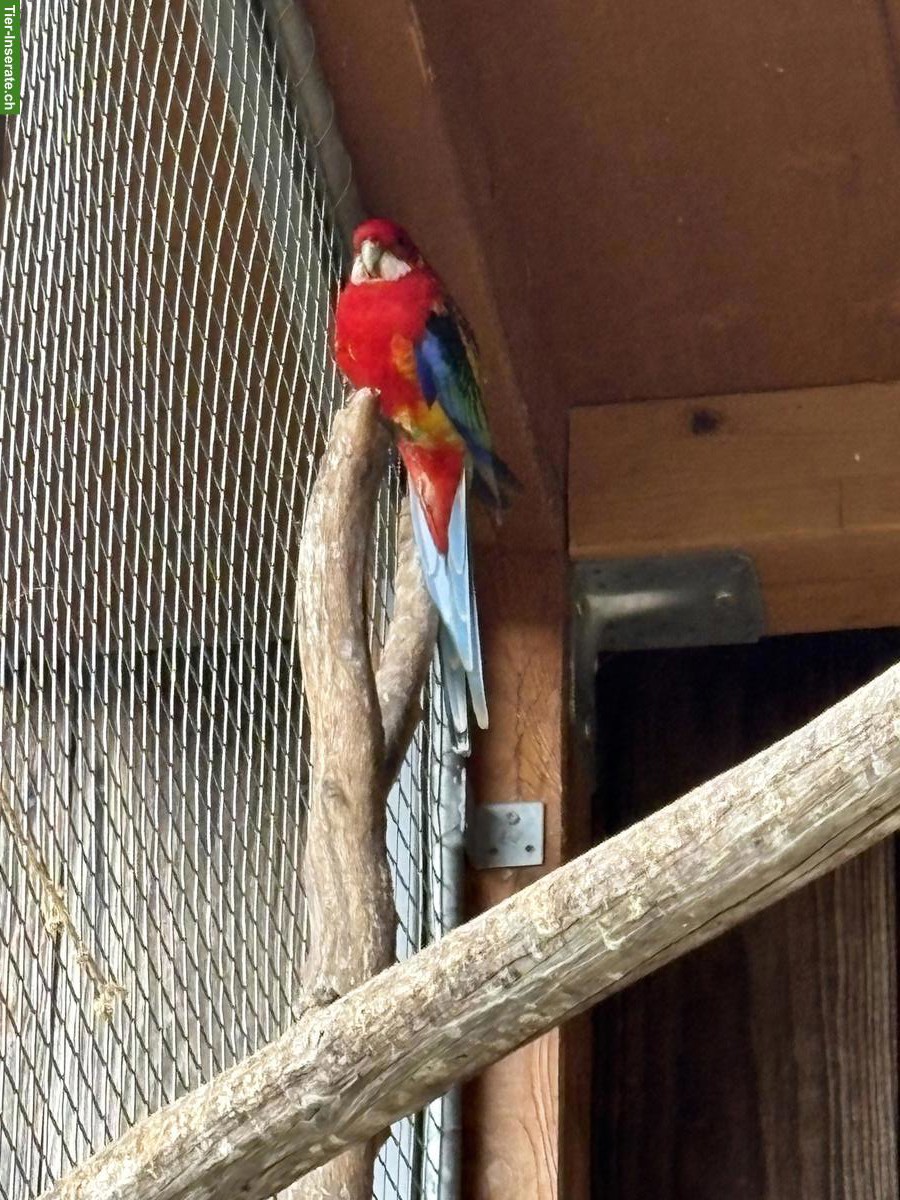 2 Ziervögel gratis abzugeben