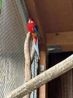 2 Ziervögel gratis abzugeben