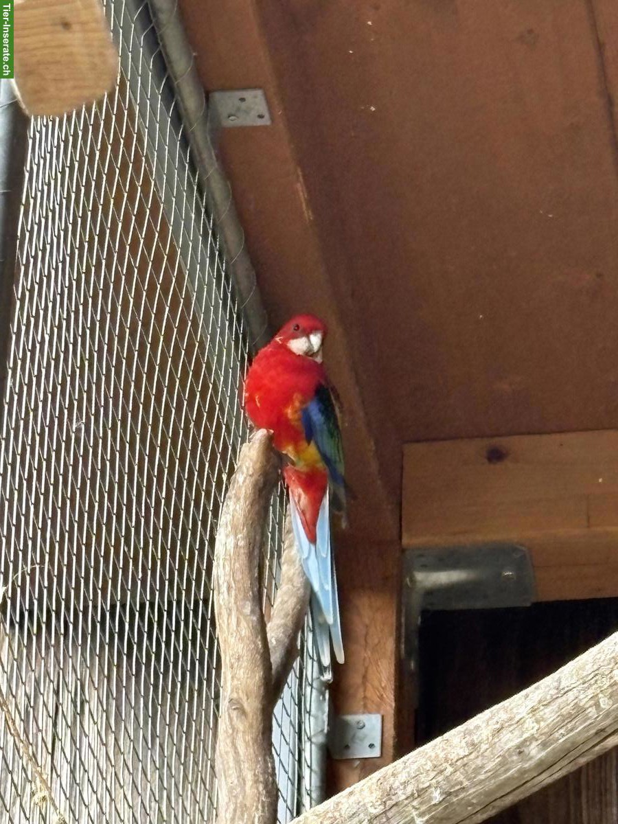 Bild 2: 2 Ziervögel gratis abzugeben