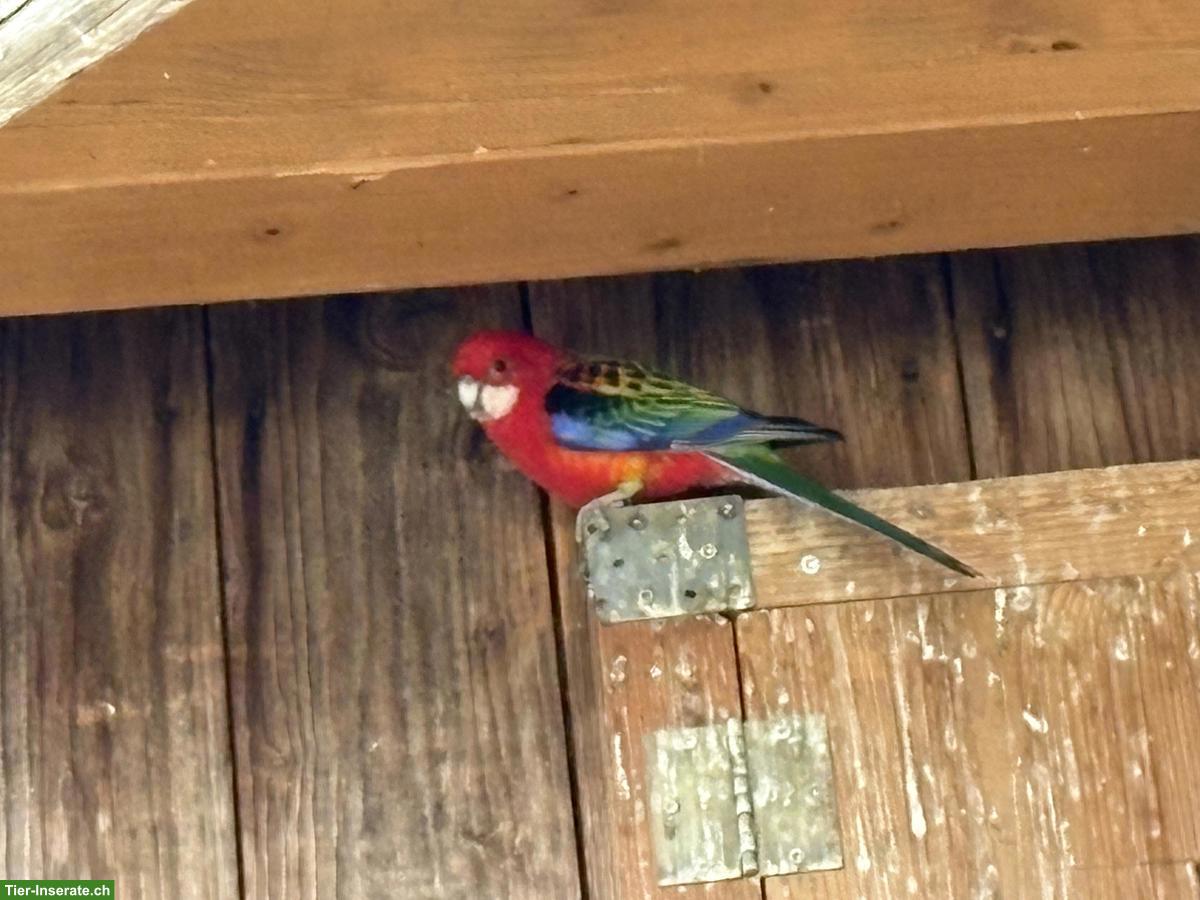 Bild 3: 2 Ziervögel gratis abzugeben