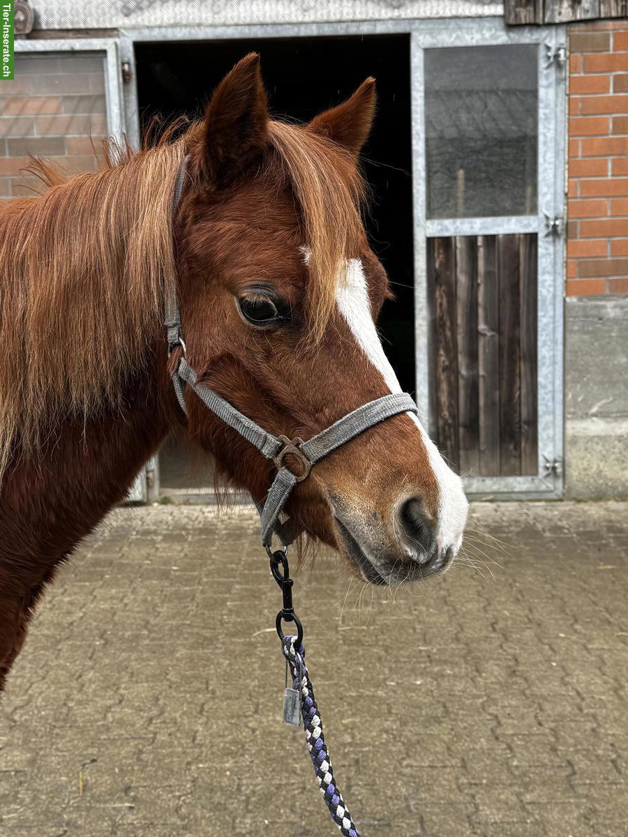Welsh B Pony, 1.28 m, liebes Kinderpony