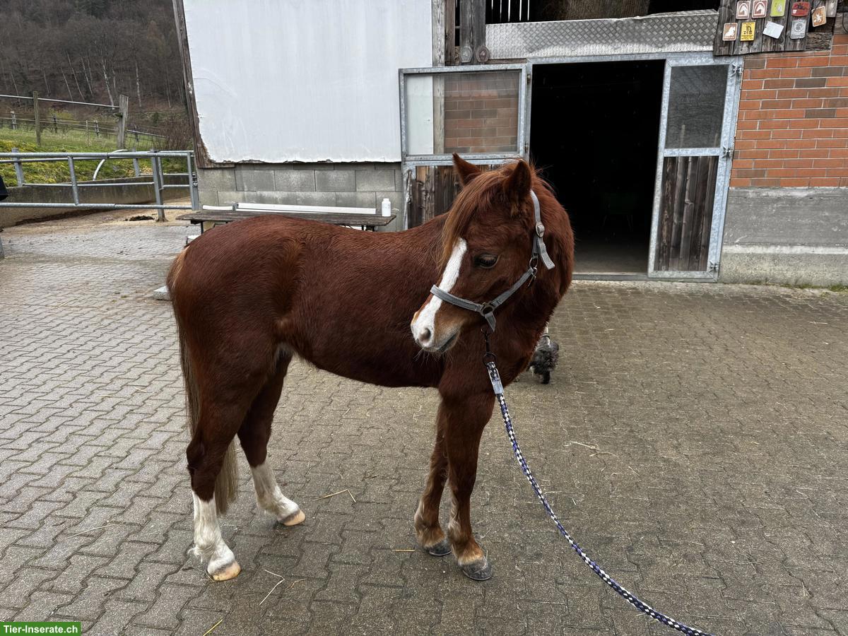 Bild 2: Welsh B Pony, 1.28 m, liebes Kinderpony