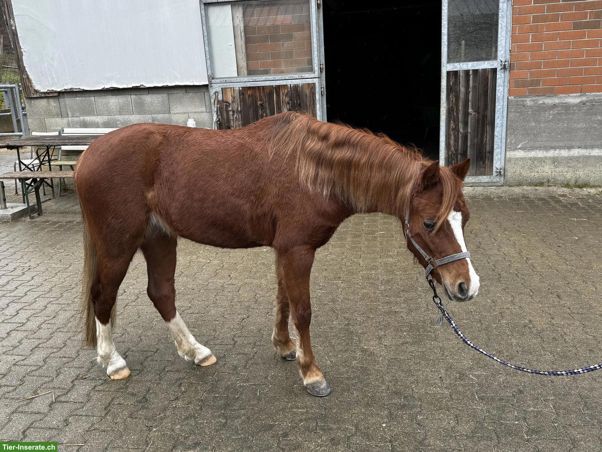 Bild 3: Welsh B Pony, 1.28 m, liebes Kinderpony