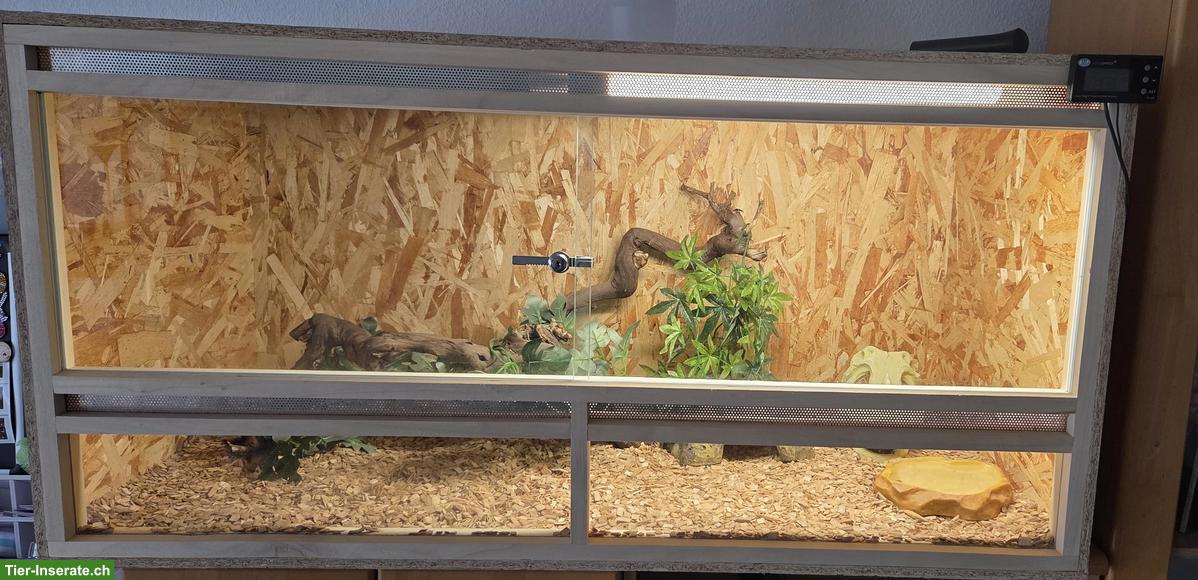 Bild 3: Weibliche Kornnatter mit Terrarium-Komplettset