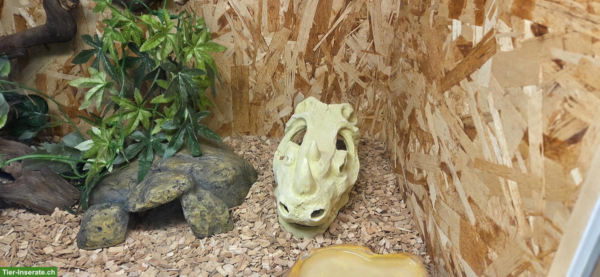 Bild 4: Weibliche Kornnatter mit Terrarium-Komplettset