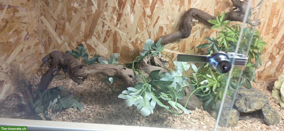 Bild 5: Weibliche Kornnatter mit Terrarium-Komplettset