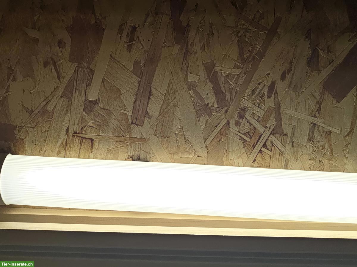 Bild 7: Weibliche Kornnatter mit Terrarium-Komplettset