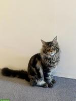 Maine Coon Kater mit tollem Stammbaum