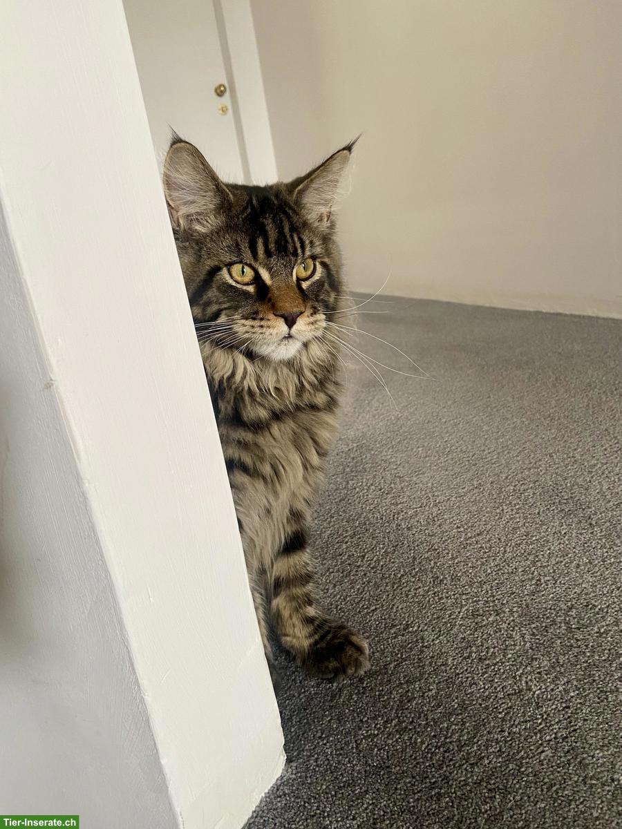 Bild 2: Maine Coon Kater mit tollem Stammbaum