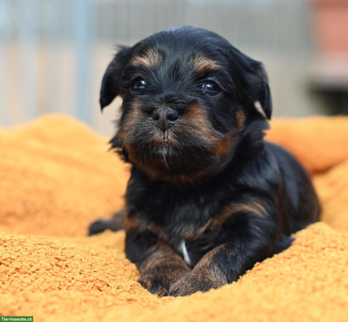 Havaneser Welpen mit Stammbaum aus Schweizer Zucht