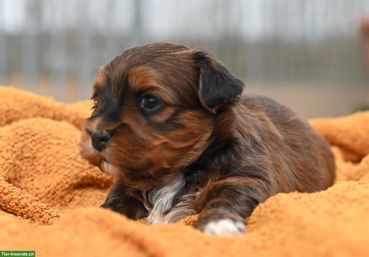 Bild 10: Havaneser Welpen mit Stammbaum aus Schweizer Zucht