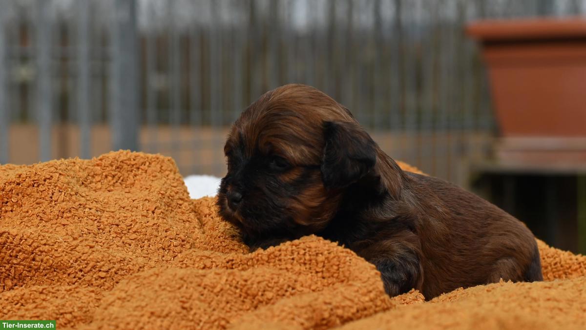 Bild 2: Havaneser Welpen mit Stammbaum aus Schweizer Zucht