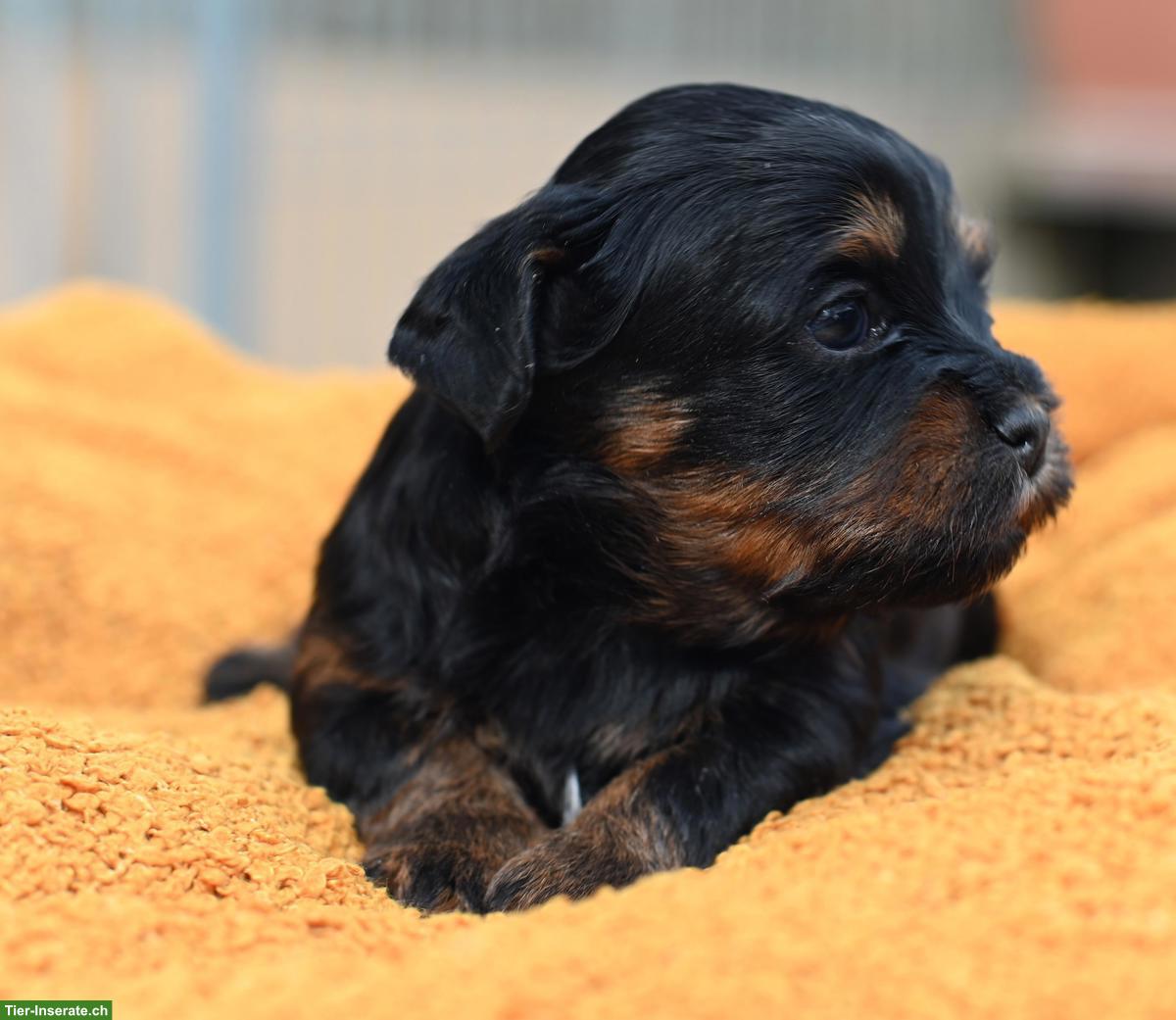 Bild 3: Havaneser Welpen mit Stammbaum aus Schweizer Zucht