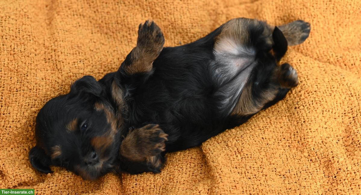 Bild 4: Havaneser Welpen mit Stammbaum aus Schweizer Zucht