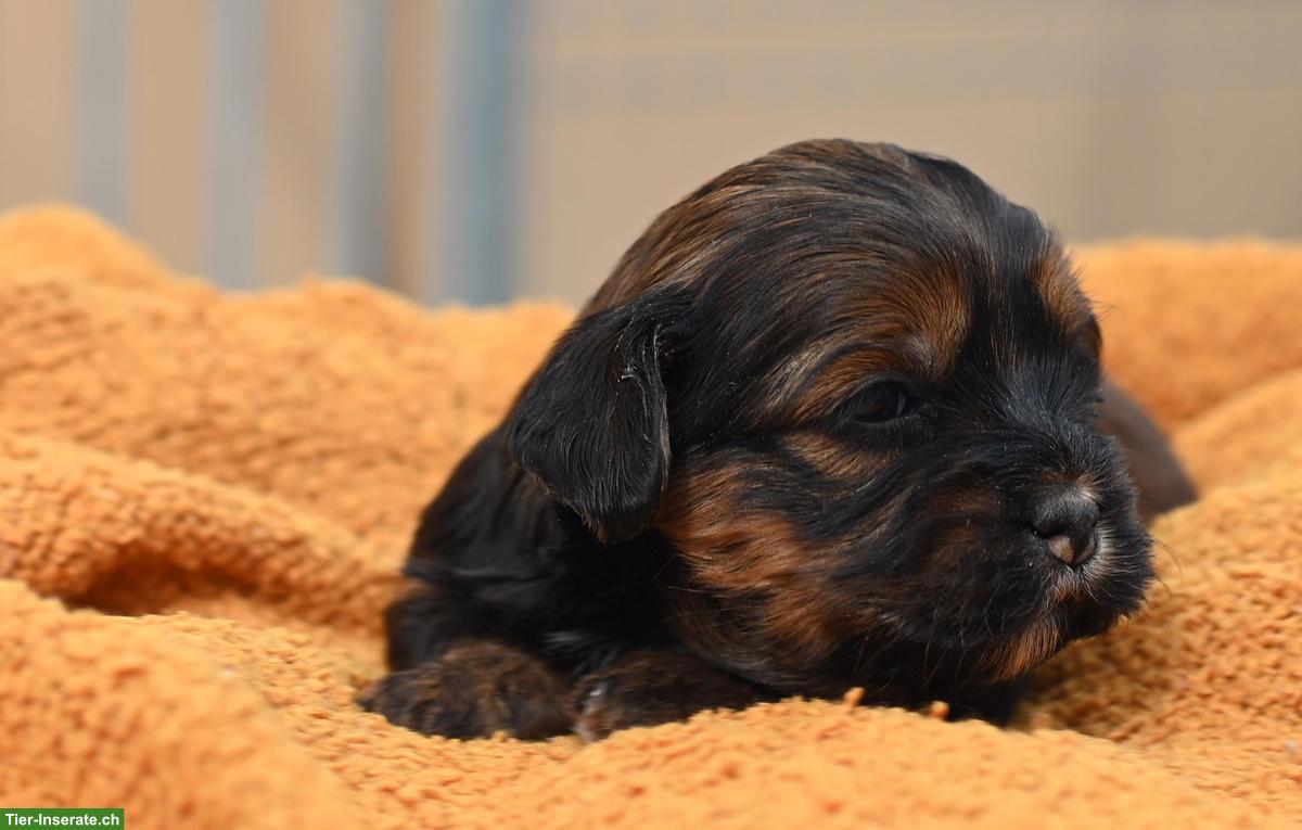 Bild 5: Havaneser Welpen mit Stammbaum aus Schweizer Zucht