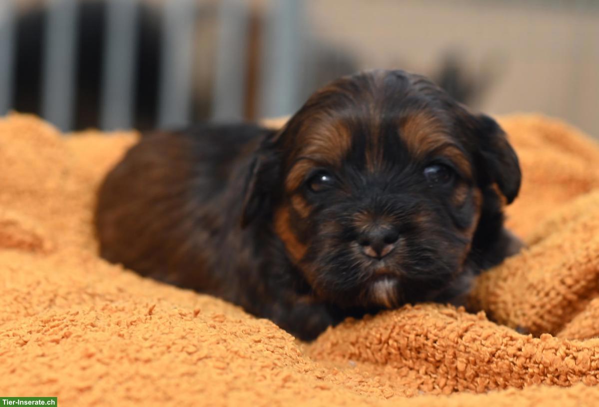 Bild 6: Havaneser Welpen mit Stammbaum aus Schweizer Zucht