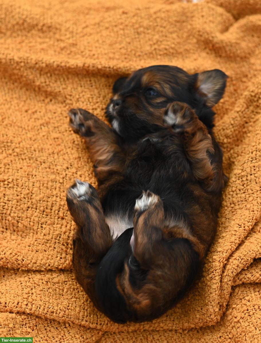 Bild 7: Havaneser Welpen mit Stammbaum aus Schweizer Zucht