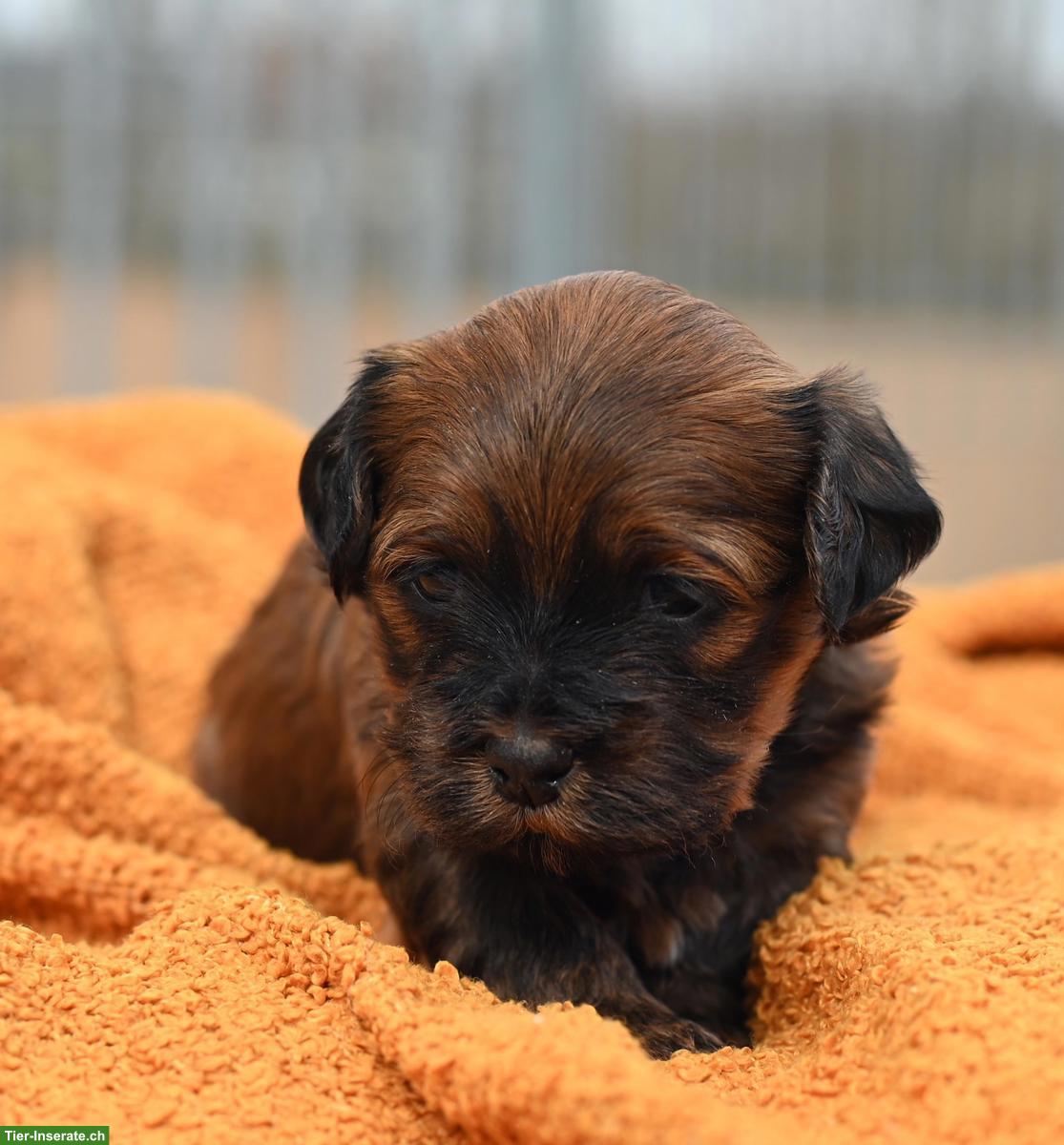 Bild 8: Havaneser Welpen mit Stammbaum aus Schweizer Zucht
