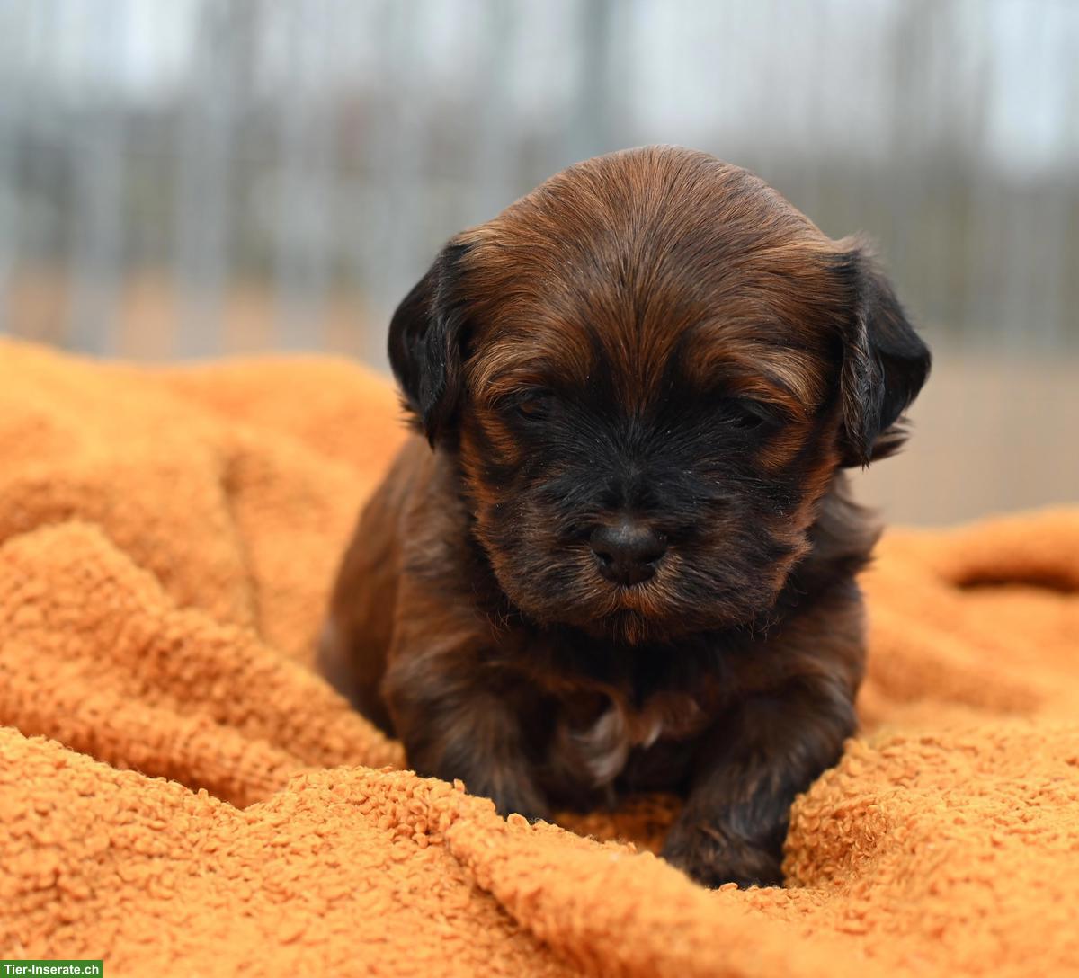 Bild 9: Havaneser Welpen mit Stammbaum aus Schweizer Zucht