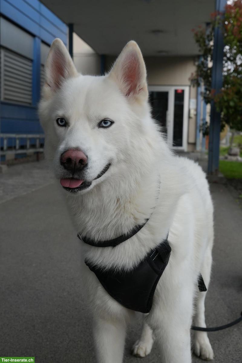 Weißer Siberian Husky als Deckrüde | kein Verkauf!