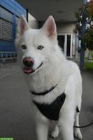 Weißer Siberian Husky als Deckrüde | kein Verkauf!