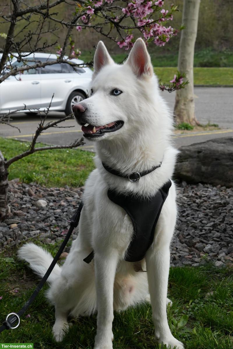 Bild 2: Weißer Siberian Husky als Deckrüde | kein Verkauf!