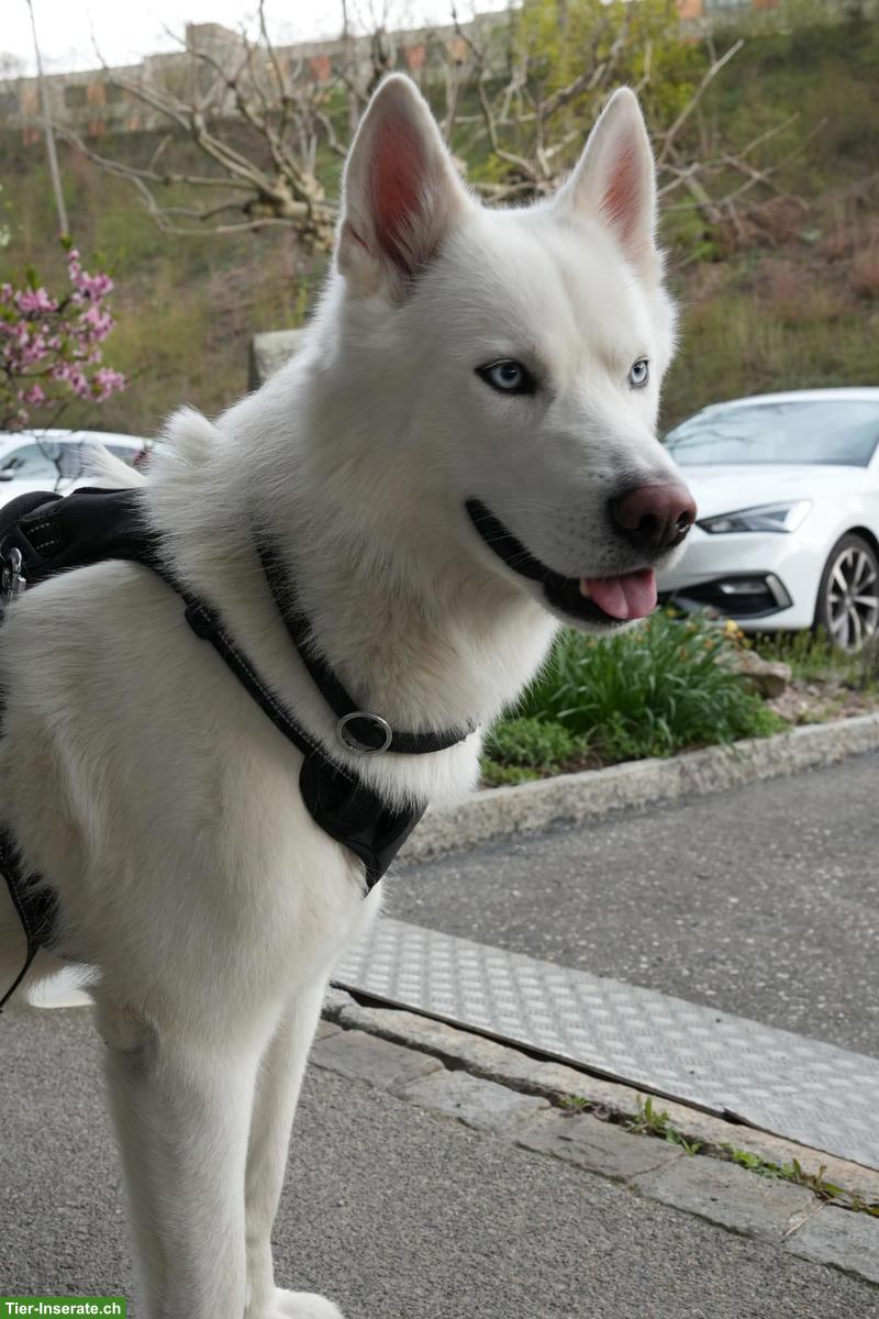 Bild 3: Weißer Siberian Husky als Deckrüde | kein Verkauf!