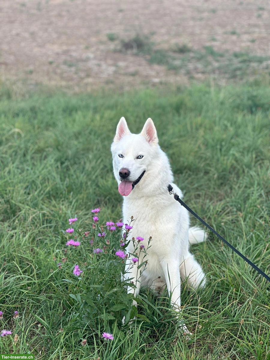 Bild 4: Weißer Siberian Husky als Deckrüde | kein Verkauf!